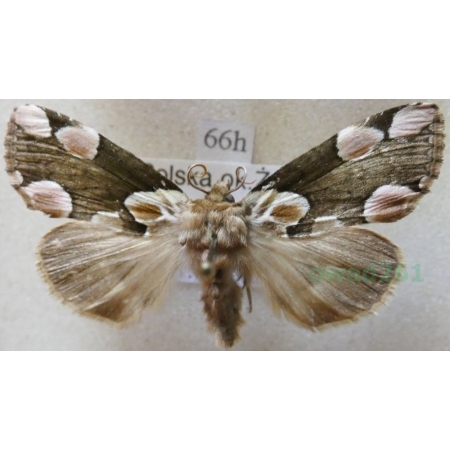 Thyatira batis (Linnaeus, 1758) Plamówka malinówka Poland66h